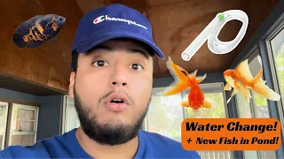 Water Change on Goldfish + New Fish Added to 500 Gallon Pond!!