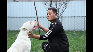 如果狗狗犯错了，拿棍子狠狠打一顿行不行？ Can we beat dogs if they make mistakes?