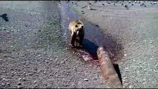 Медведь любит рыбку,но не любит позировать