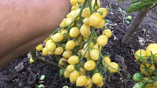 Томат СУМАСШЕДШИЕ ЧЕРРИ БАРРИ. Bаrry's Crazy Cherry tomato