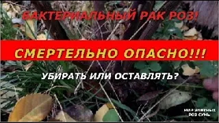 Бактериальный рак роз! Смертельно опасно!!! Убирать или оставлять?