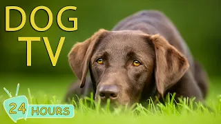 DOG TV: 24 Hours Anti Anxiety & Boredom Music for Dog When Home Alone - Video Entertainment for Dogs