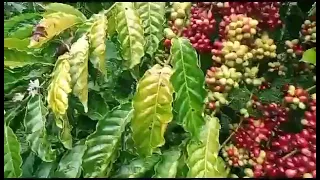 Kopi terbaik 2024 klon unggul #robusta