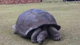 Hungry giant tortoise on Curieuse Island