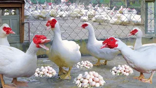 150 Days of Raising Muscovy Ducks - Process of Raising Muscovy Ducks for Eggs.