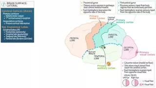 Neuroanatomy: Brain Surface Anatomy