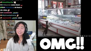Janet (xChocoBars) Reacts To Daily Dose Of Internet
