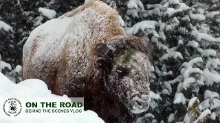 YELLOWSTONE WINTER | its survival of the fittest, with bison.