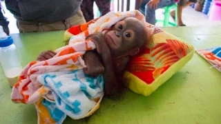 This Baby Orangutan Was Shot And Dumped Inside A Shop