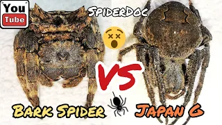 SUBSCRIBERS REQUEST: BARK Spider VS JAPAN G. MONSTER Spider Fight!