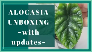 Alocasia Unboxing With Updates