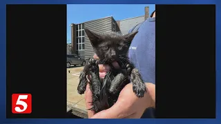 Nashville firefighter rescues kitten trapped in storm drain