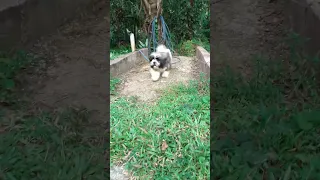 Cute Shih tzu puppy🤣💓🙊#trending #viral #viralshorts #shihtzu #dog #funny #shorts