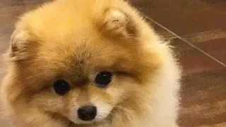 Funny Pomeranian | Cute Pomeranian | Teacup Pomeranian | Mini Pomeranian Compilation #6