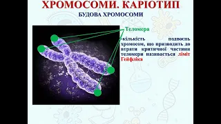 Хромосоми. Каріотип #генетика #біологія #зно #ядро #днк #дистанційне_навчання #biology