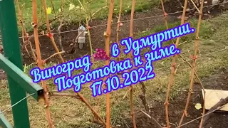 Виноград 🍇 в Удмуртии. Подготовка к зиме. Срез на черную головку. 17.10.2022г.