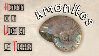 HVT: Amonites (mini documental)
