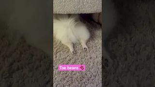 Toe beans 🫘 🤣🤣 Pomeranian life #pomeranian