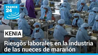 La cara oculta de la producción de nueces de marañón en Kenia • FRANCE 24 Español