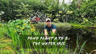 Pond plant A to Z: The Iris