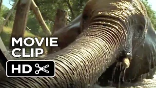 Roar Movie CLIP - Barrel (2015) - Melanie Griffith Movie HD