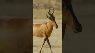 Red Hartebeest. #antelope #kgalagadi #kalahari #wildlife #botswana #safari #animals #africansafari