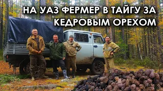 На УАЗ Фермер в тайгу за кедровым орехом