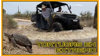 AVENTURA NÚMERO 293 INCREÍBLE CUANTAS TORTUGAS EN UN PAR DE HORAS