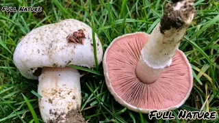 30 CHAMPIGNONS COMESTIBLES  les champignons comestibles