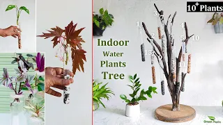 Easy Beautiful Plants That Grow in Water | Water Growing Plants | Indoor Water Garden//GREEN PLANTS