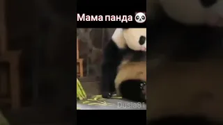 Мама Панда 🐼 Очень милое видео 🥰