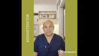 После операционные осложнения у собак и кошек #zoovetdoctor