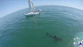 Great White Shark Footage - Santa Cruz - Early May 2020