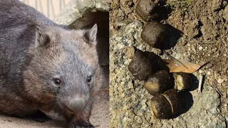 Scientists Say They’ve Finally Got To The Bottom Of Why Wombats Have Cube Shaped Poop