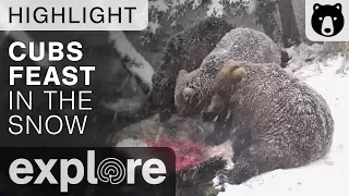 Bear Cubs Feast In The Snow - Brown Bears Live Cam Highlight 10/22/17