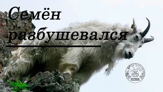 Домашний козел Семен буянит