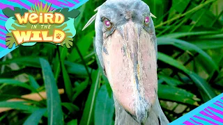 Meet the World's Most TERRIFYING Bird! | WEIRD IN THE WILD