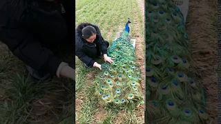 Peahen laying an egg | Peacock Egg Hatching | Peacock Dance