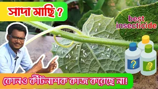 সাদা মাছি দমনের উপায় || white fly || সাদা মাছি দমনের কীটনাশক || best insecticide for white fly।।