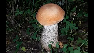 Life of a Mushroom