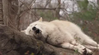 Laziest Wolf Howls (part 15)