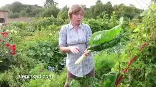 Мангольд.  Как правильно собирать листья.  Цветение мангольда 🌿 Swiss chard