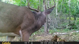 7-point buck over a 73 day period on trail camera