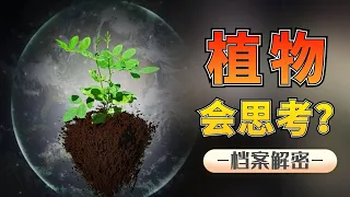 會思考還記仇的植物們，原來植物也會被“語言暴力”罵死！