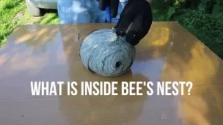 Experiment: What is inside the bee's nest?