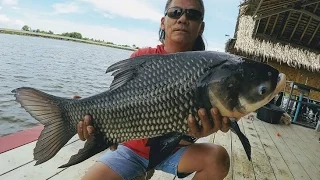 Go Pro Hero 5 Video !! Amazing Mekong Catfish Fishing Thailand- BKKGUY