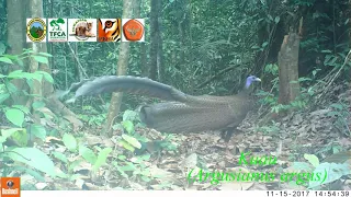 Satwa-satwa Penghuni Hutan Sumatera