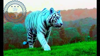 White tiger.красная книга.