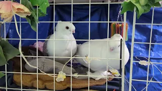 Pigeon couple doesn't wanna get out of bed