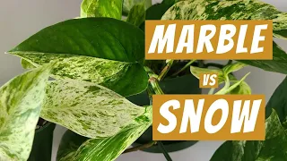 Snow Queen vs Marble Queen Pothos - Can you turn one into the other?
